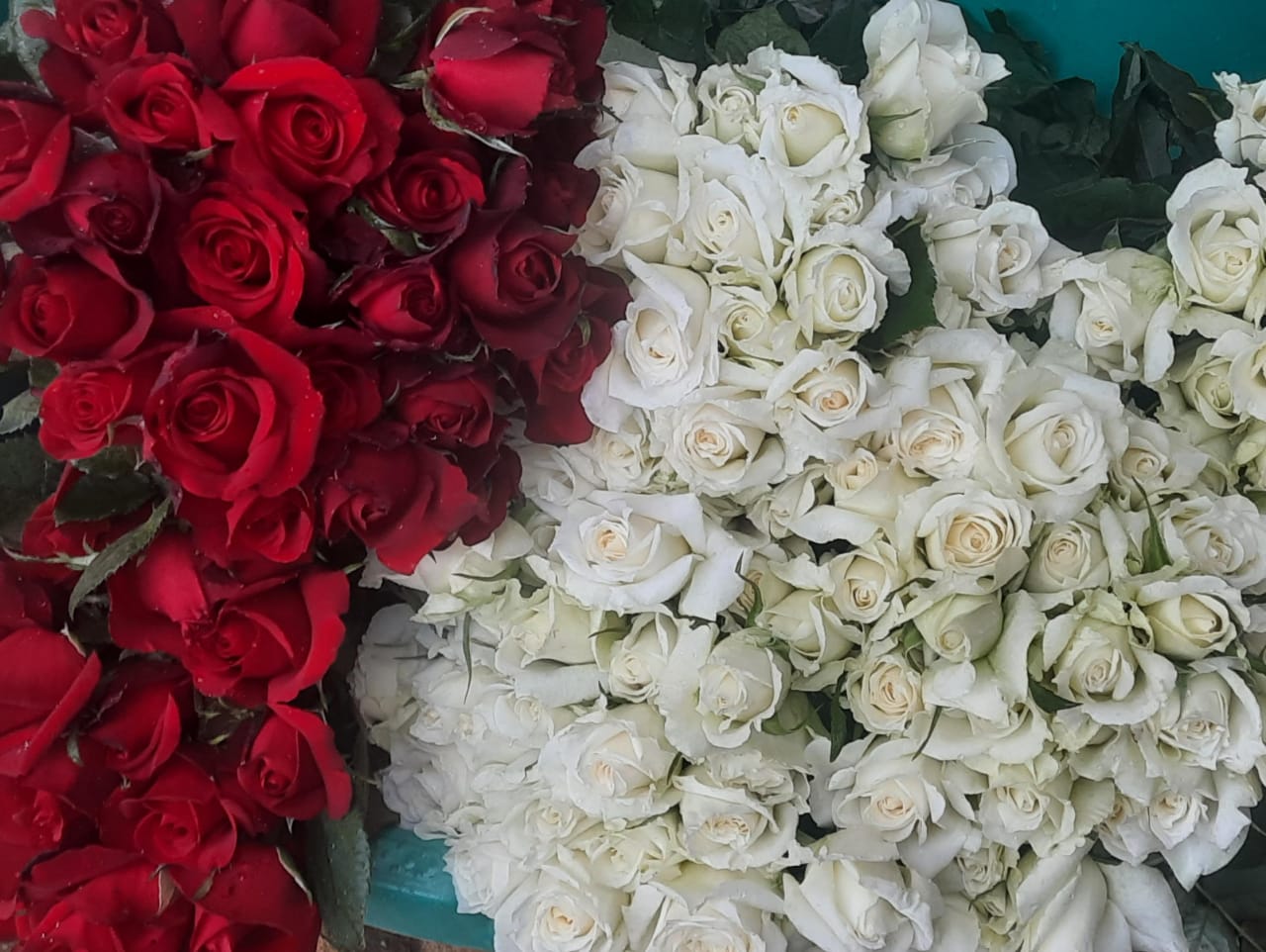 12 Red Roses